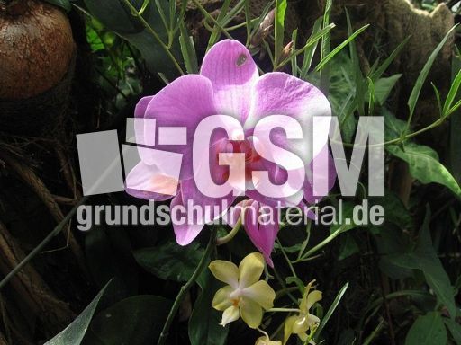 Orchidee1.JPG